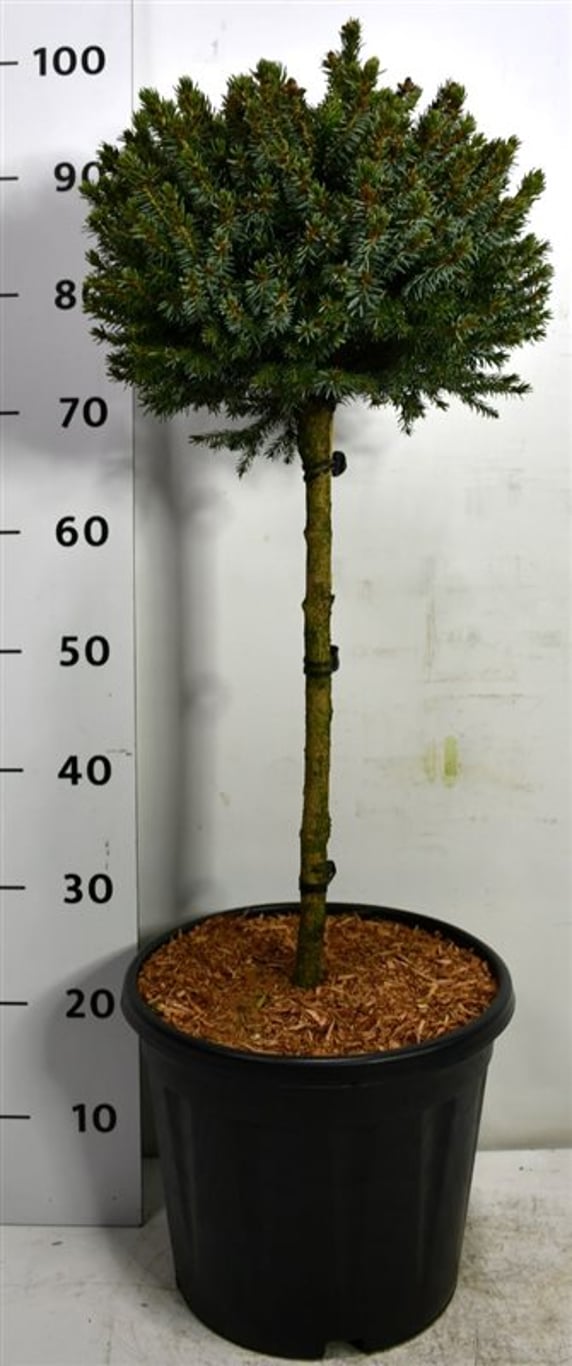 Picea omorika 'Nana' - 40 CM Stem C12